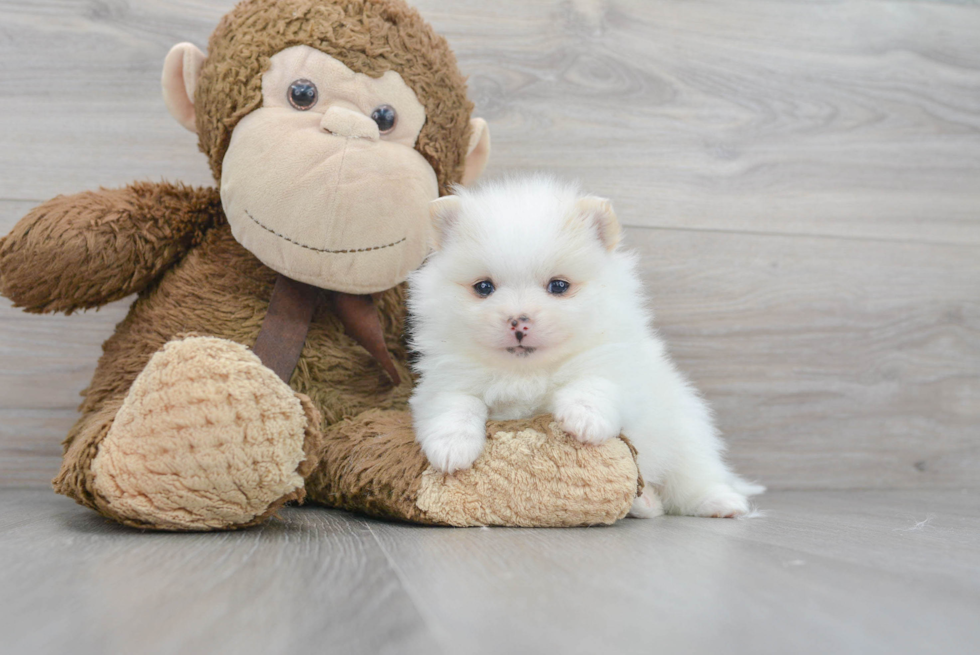 Pomeranian Pup Being Cute