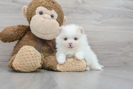 Pomeranian Pup Being Cute