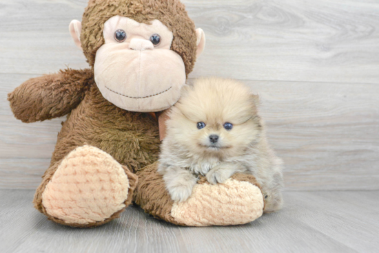 Petite Pomeranian Purebred Puppy