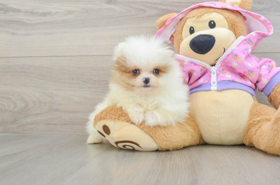 8 week old Pomeranian Puppy For Sale - Premier Pups