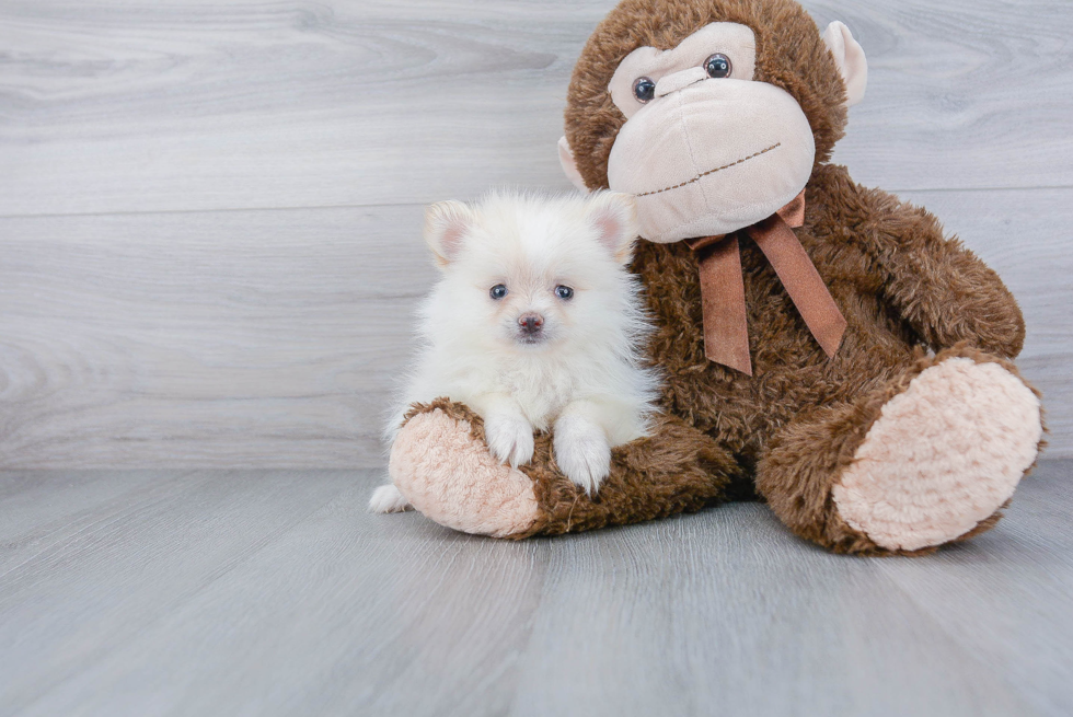 Little Pomeranian Purebred Pup