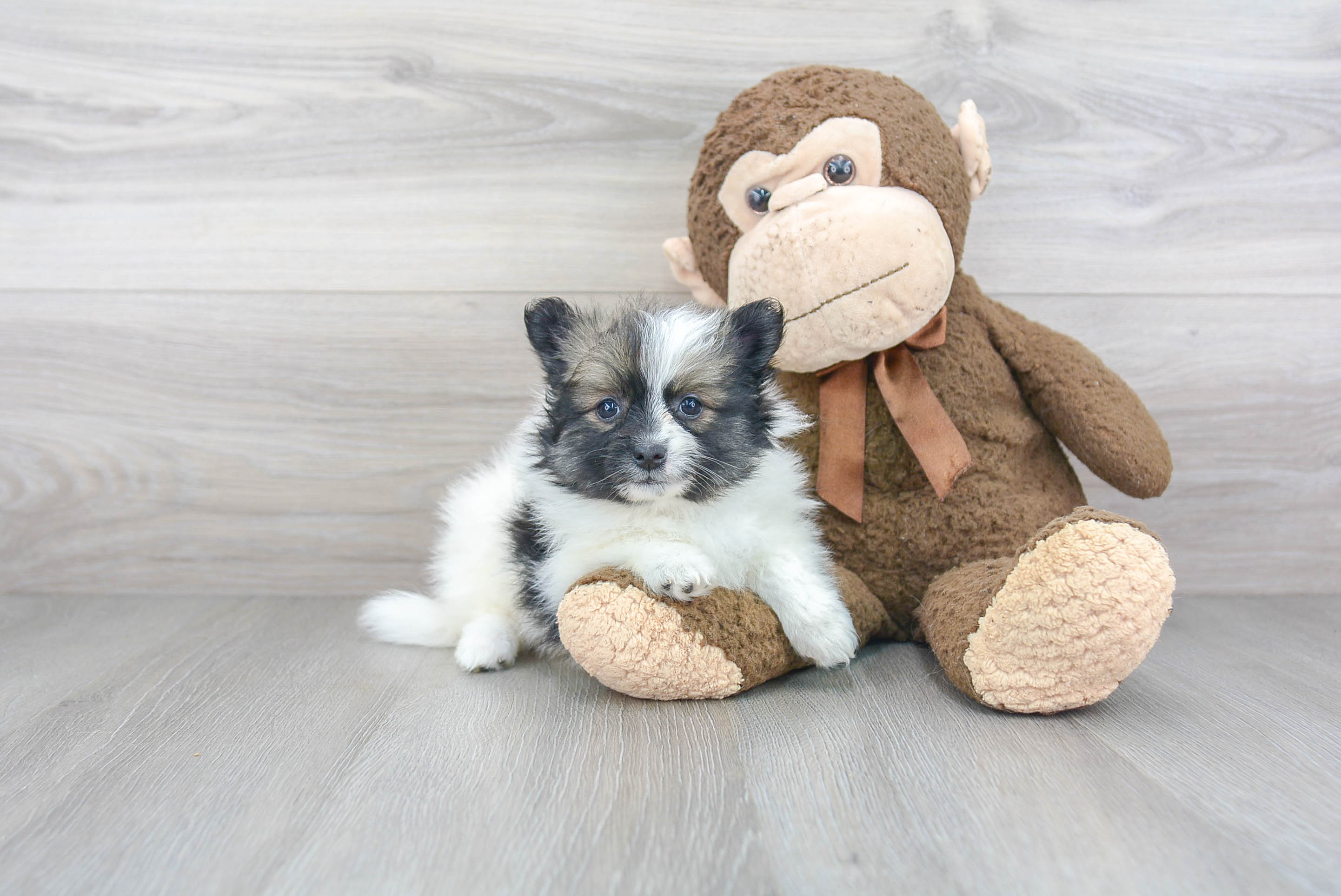 Pomeranian Puppy for Adoption