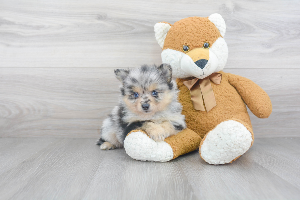 Hypoallergenic Pomeranian Baby