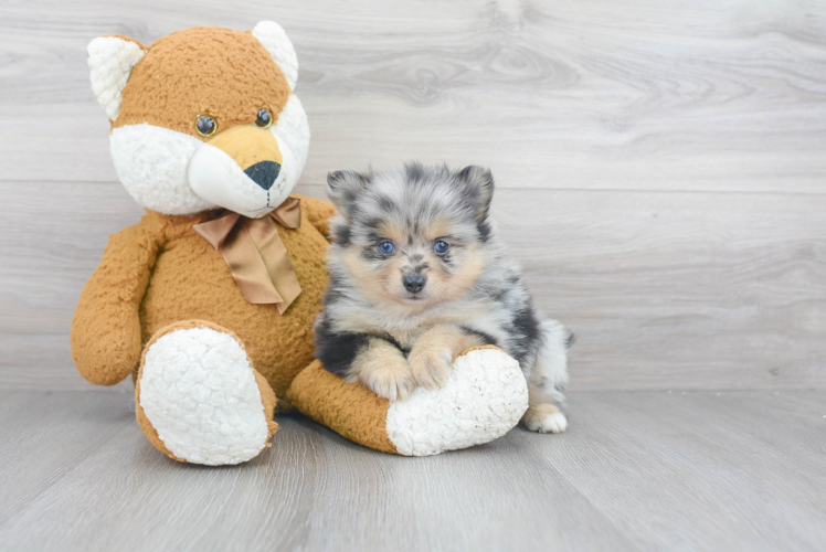 Friendly Pomeranian Baby