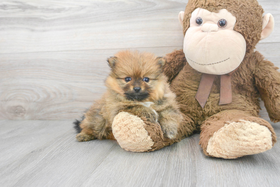 Small Pomeranian Purebred Pup