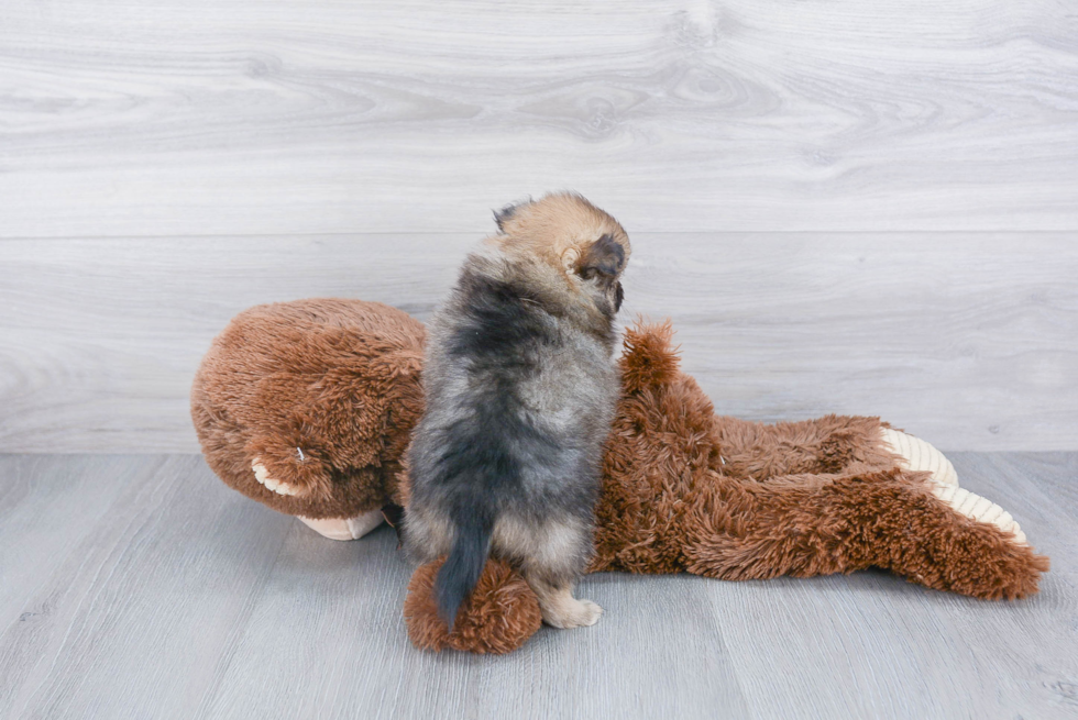 Happy Pomeranian Purebred Puppy