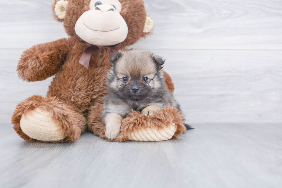 Hypoallergenic Pomeranian Purebred Pup