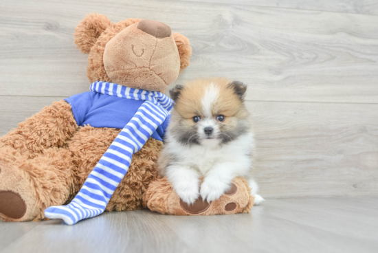 Best Pomeranian Baby