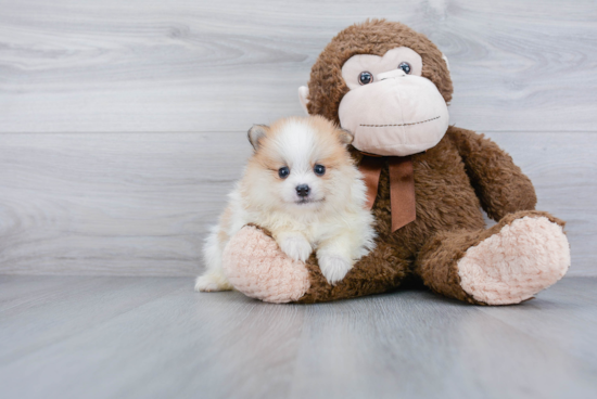 Playful Pomeranian Purebred Pup