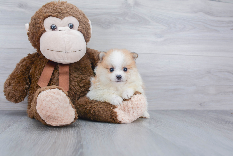 Friendly Pomeranian Baby