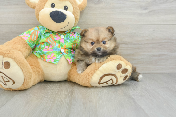 Pomeranian Puppy for Adoption