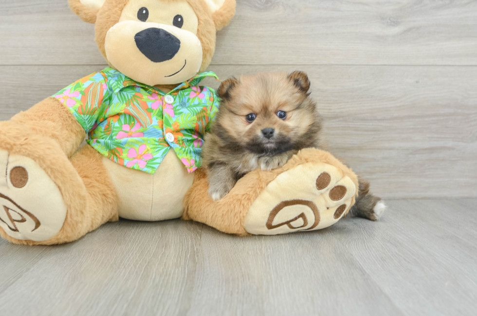 5 week old Pomeranian Puppy For Sale - Premier Pups