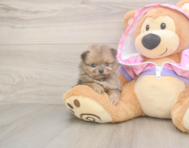 9 week old Pomeranian Puppy For Sale - Premier Pups