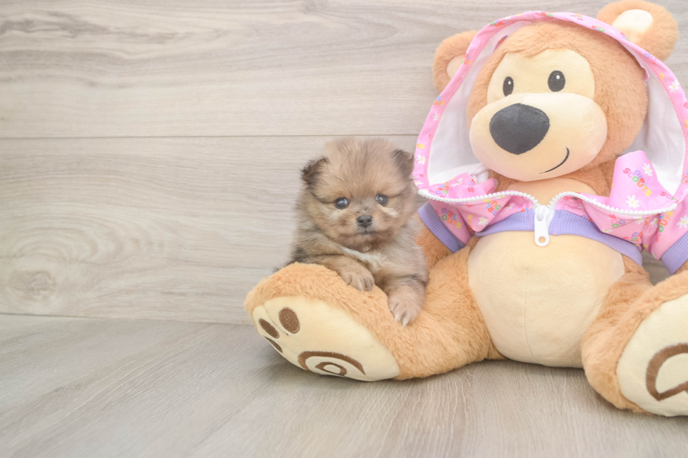 Pomeranian Pup Being Cute