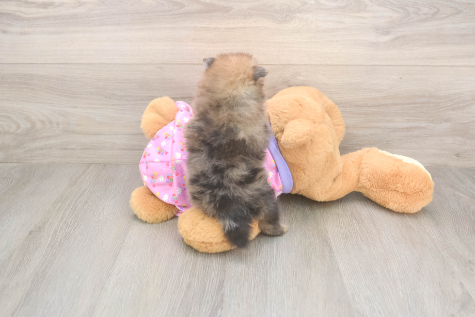 Playful Pomeranian Purebred Pup