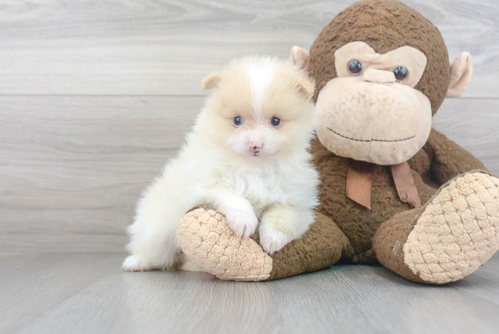 Cute Pomeranian Baby