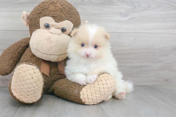 Cute Pomeranian Purebred Puppy