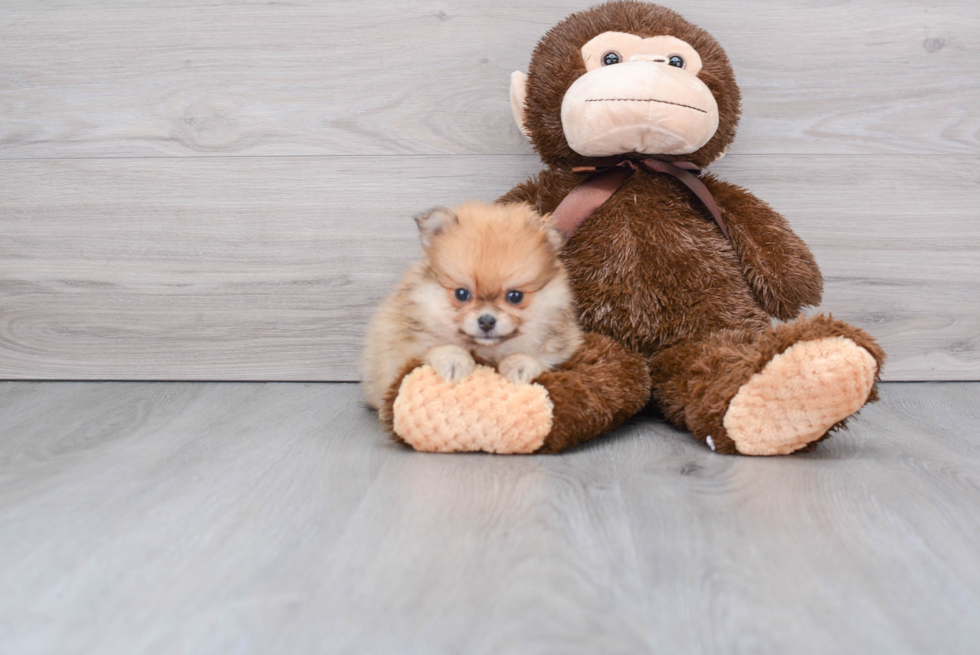 Pomeranian Puppy for Adoption