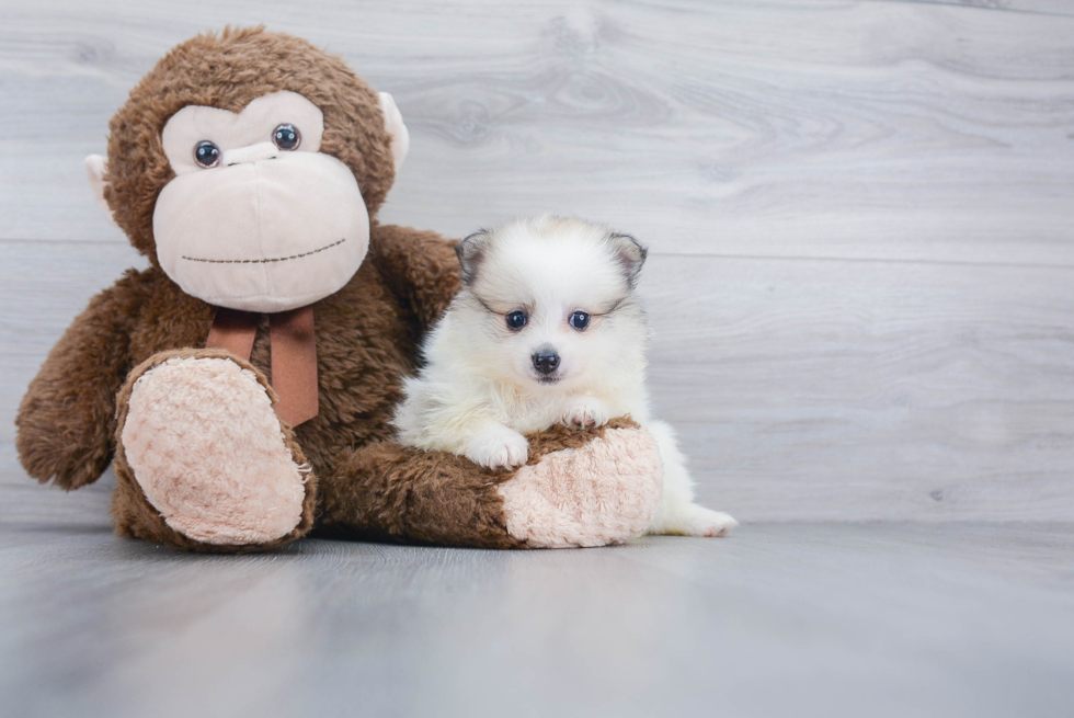 Petite Pomeranian Purebred Puppy