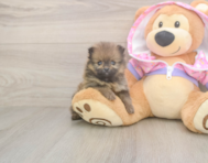 9 week old Pomeranian Puppy For Sale - Premier Pups