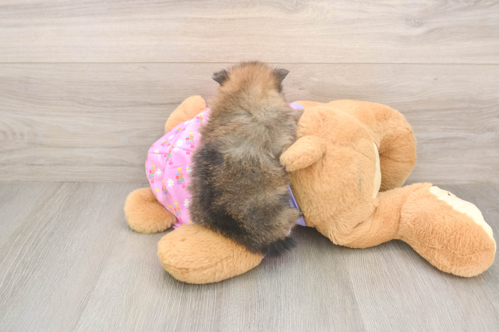 Best Pomeranian Baby