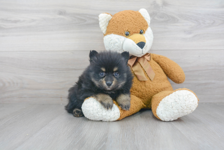 Best Pomeranian Baby