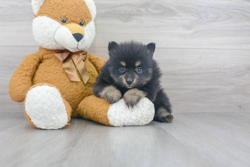 Best Pomeranian Baby