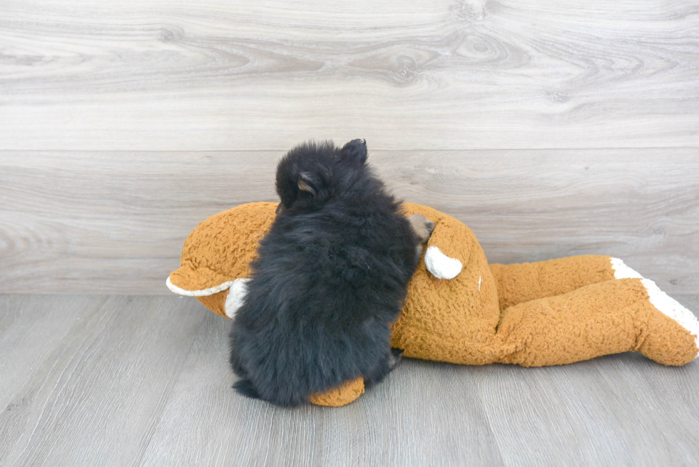 Fluffy Pomeranian Purebred Puppy