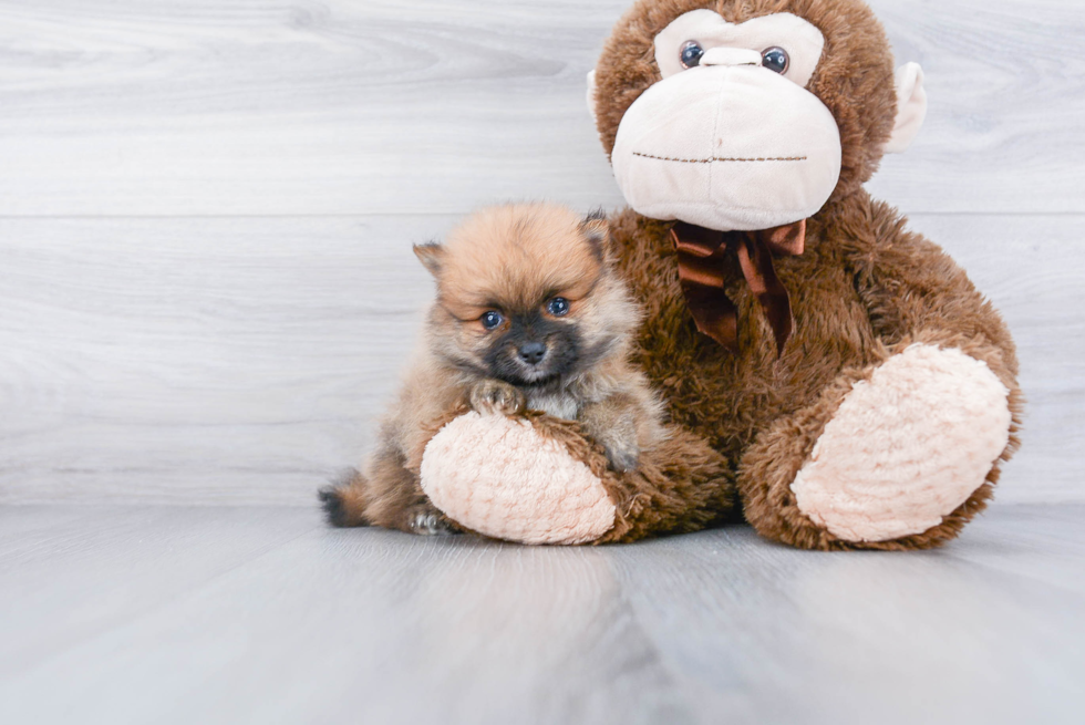 Sweet Pomeranian Purebred Puppy