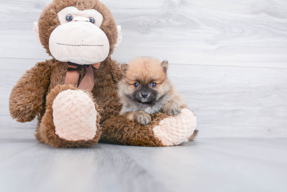 Pomeranian Pup Being Cute