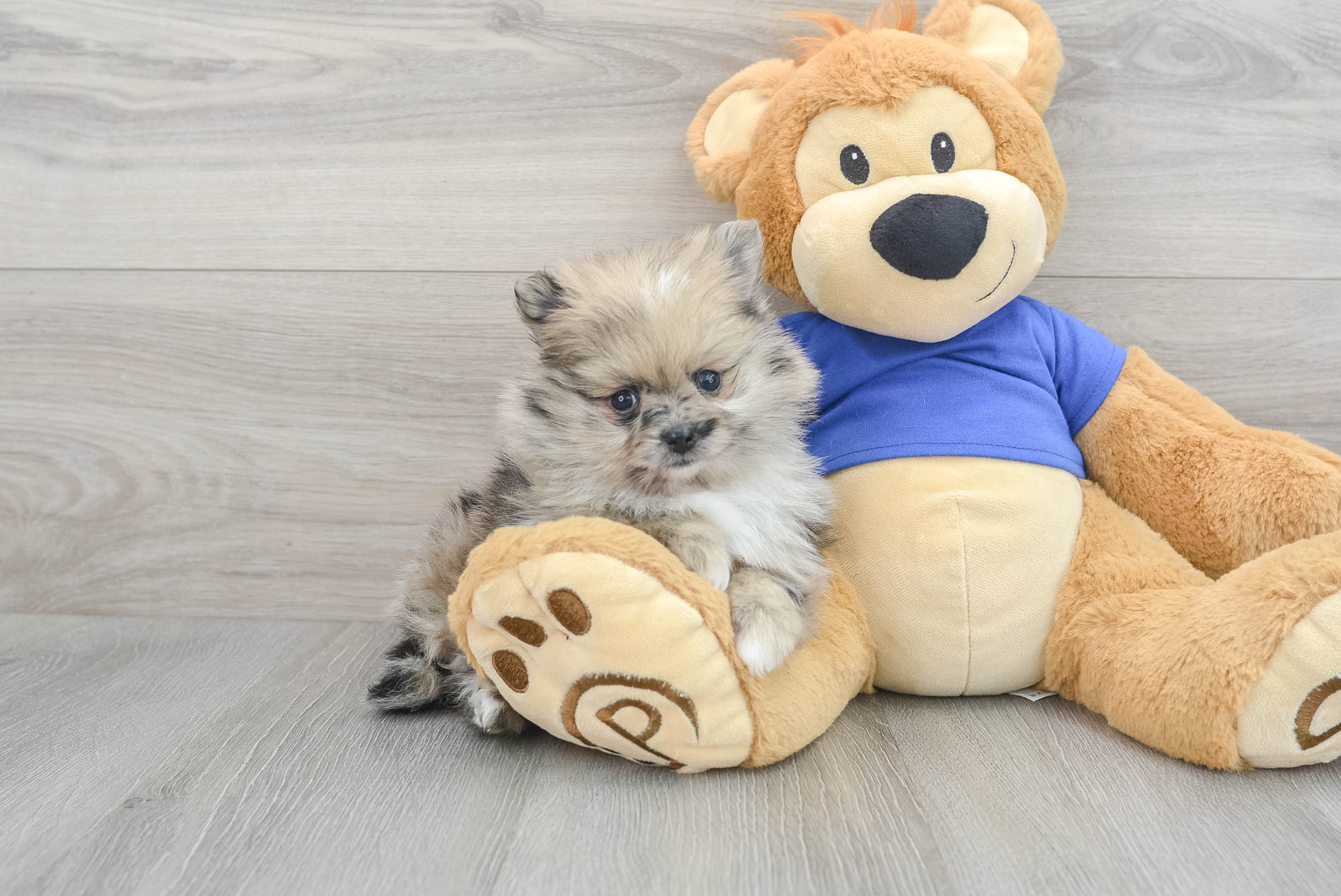 Pomeranian Puppy for Adoption