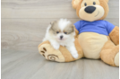 Pomeranian Puppy for Adoption