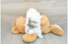 Pomeranian Pup Being Cute