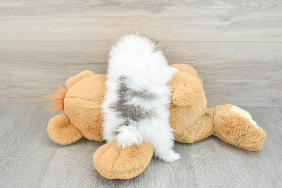 Pomeranian Pup Being Cute