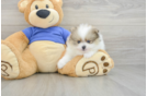 Akc Registered Pomeranian Purebred Pup