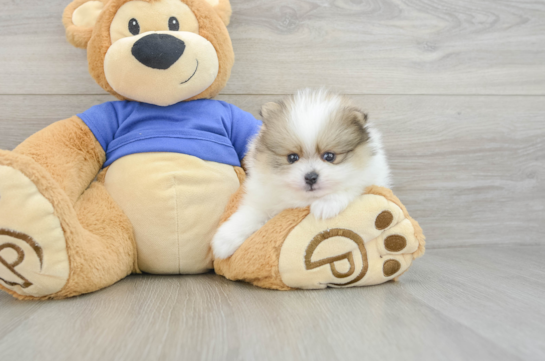 Akc Registered Pomeranian Purebred Pup