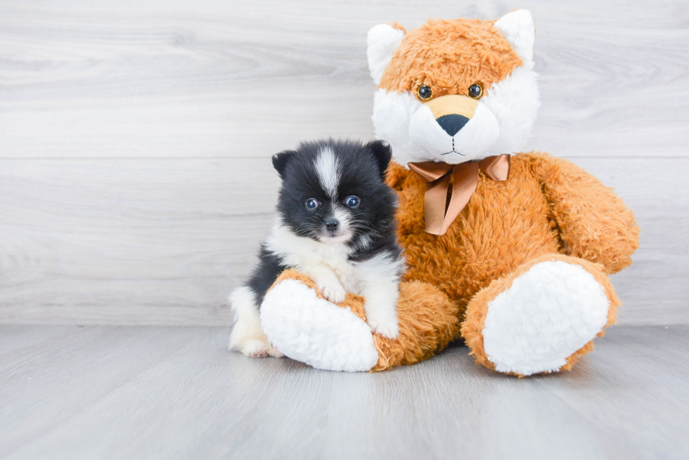 Friendly Pomeranian Baby