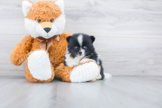 Energetic Pomeranian Purebred Puppy