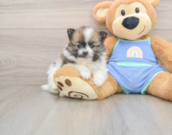 7 week old Pomeranian Puppy For Sale - Premier Pups