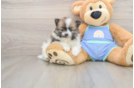 Cute Pom Pom Purebred Puppy
