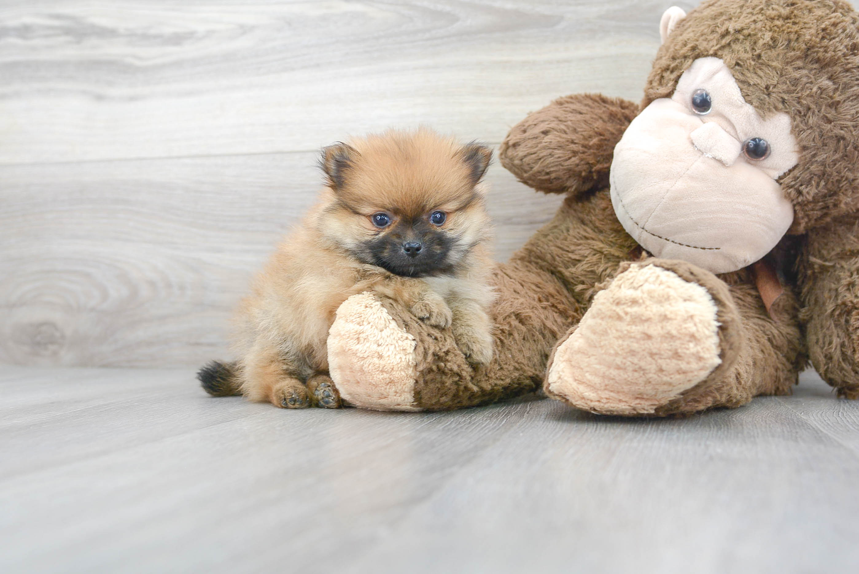 Small Pomeranian Baby