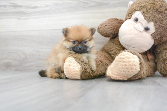 Small Pomeranian Baby