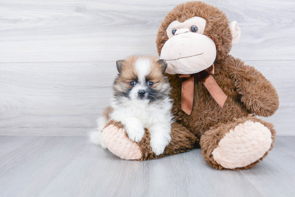 Cute Pomeranian Purebred Puppy