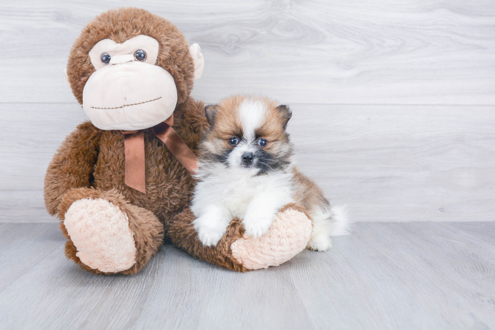 Playful Pomeranian Baby