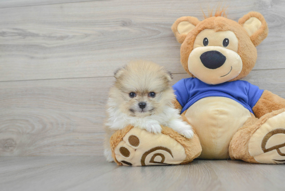 Pomeranian Puppy for Adoption