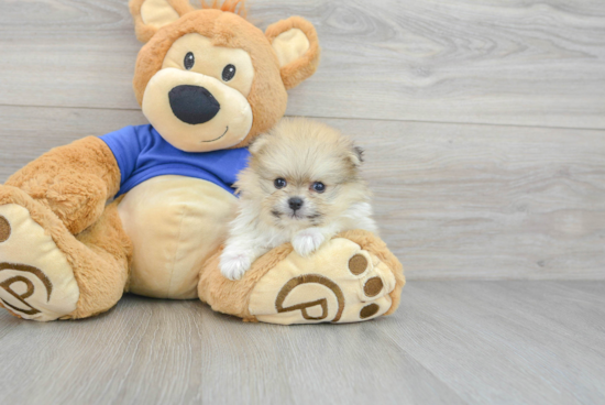 Pomeranian Pup Being Cute