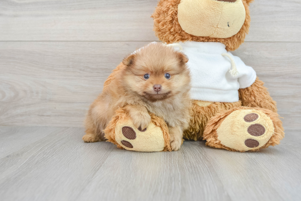 Smart Pomeranian Purebred Puppy