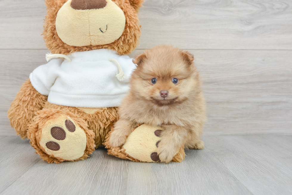 Smart Pomeranian Purebred Puppy