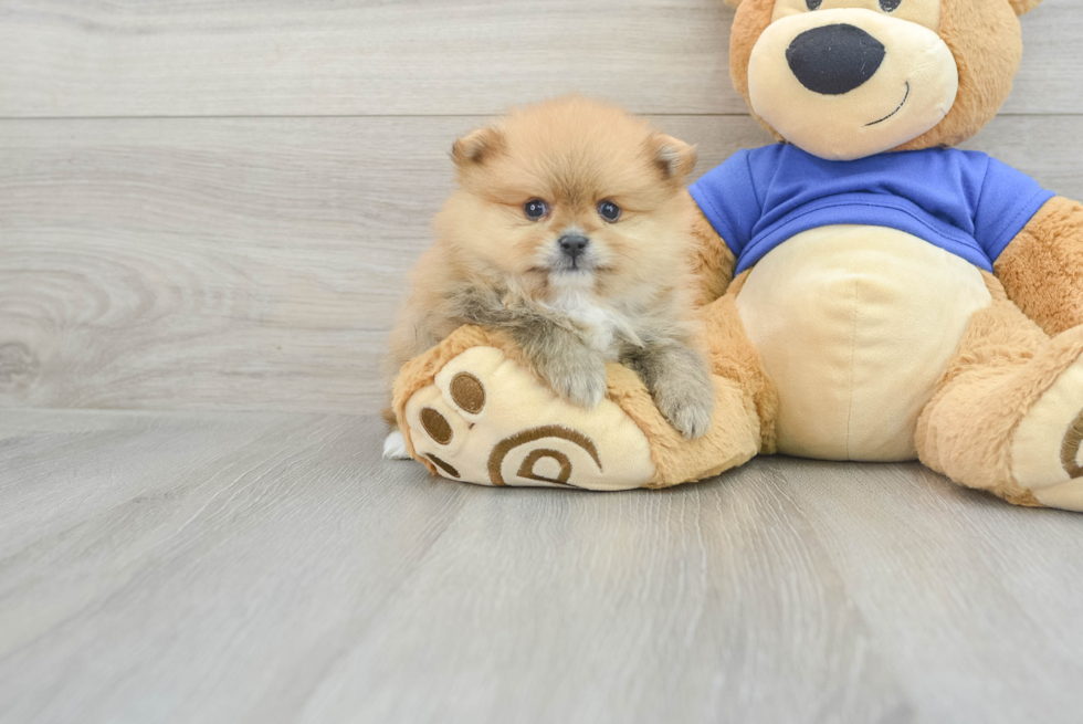 Popular Pomeranian Baby