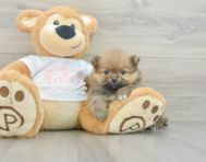 6 week old Pomeranian Puppy For Sale - Premier Pups